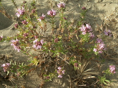 Thymus pallasianus