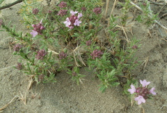 Thymus pallasianus