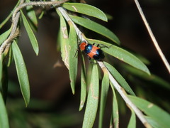 Dicranolaius cinctus