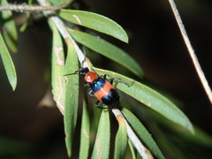 Dicranolaius cinctus