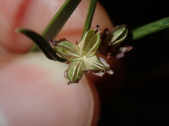 Cyanothamnus polygalifolius