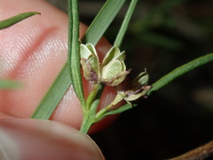 Cyanothamnus polygalifolius