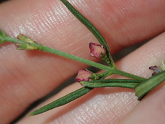 Cyanothamnus polygalifolius