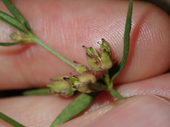 Cyanothamnus polygalifolius