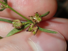 Cyanothamnus polygalifolius