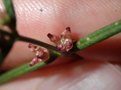 Cyanothamnus polygalifolius