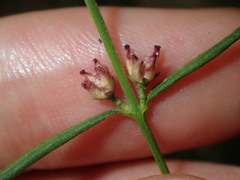 Cyanothamnus polygalifolius