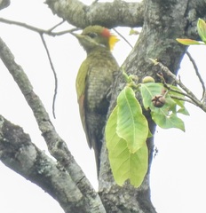 Picus chlorolophus