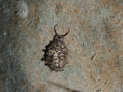 Nymphinae