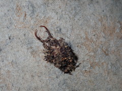Nymphinae