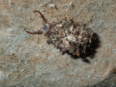 Nymphinae