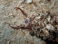 Nymphinae