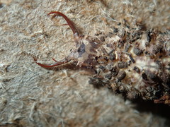 Nymphinae