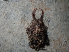 Nymphinae