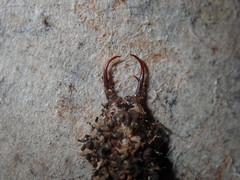 Nymphinae