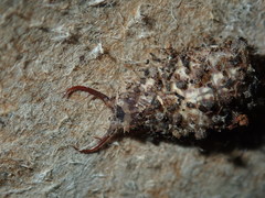 Nymphinae