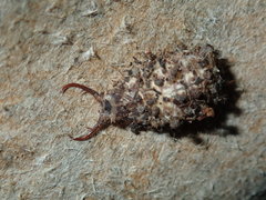Nymphinae