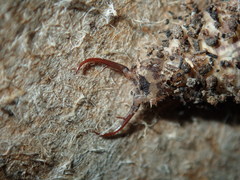 Nymphinae
