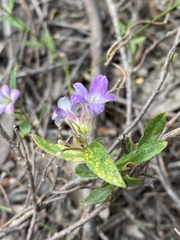 Billardiera versicolor