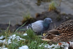 Columba livia domestica