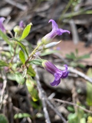 Billardiera versicolor
