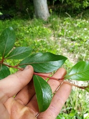 Populus yunnanensis