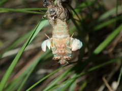 Popplepsalta notialis