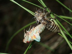 Popplepsalta notialis