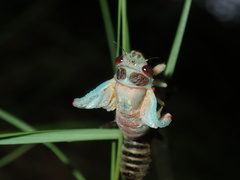 Popplepsalta notialis