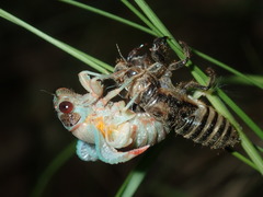 Popplepsalta notialis