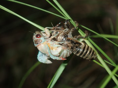 Popplepsalta notialis