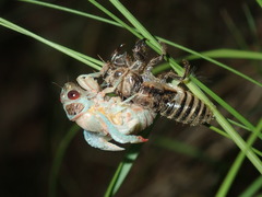 Popplepsalta notialis