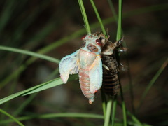 Popplepsalta notialis