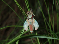 Popplepsalta notialis