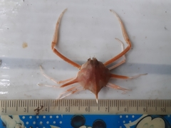 Arcania septemspinosa