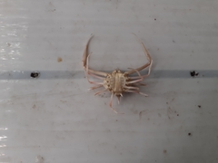 Arcania septemspinosa