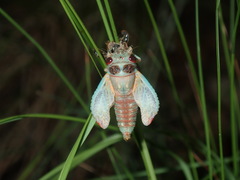 Popplepsalta notialis