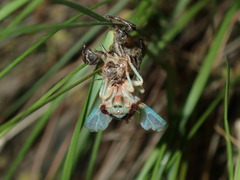 Popplepsalta notialis