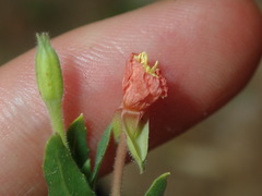 Oenothera indecora