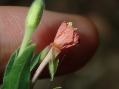 Oenothera indecora