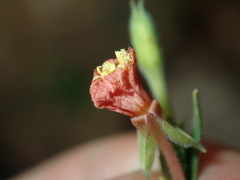 Oenothera indecora