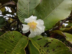 Dillenia ferruginea