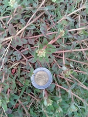 Euphorbia nocens