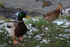 Anas platyrhynchos