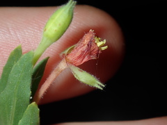 Oenothera indecora
