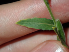 Oenothera indecora