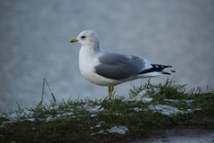 Larus canus