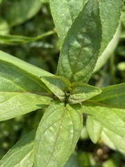 Epilobium parviflorum