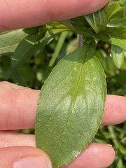 Epilobium parviflorum