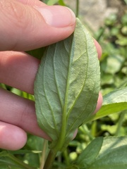Epilobium parviflorum